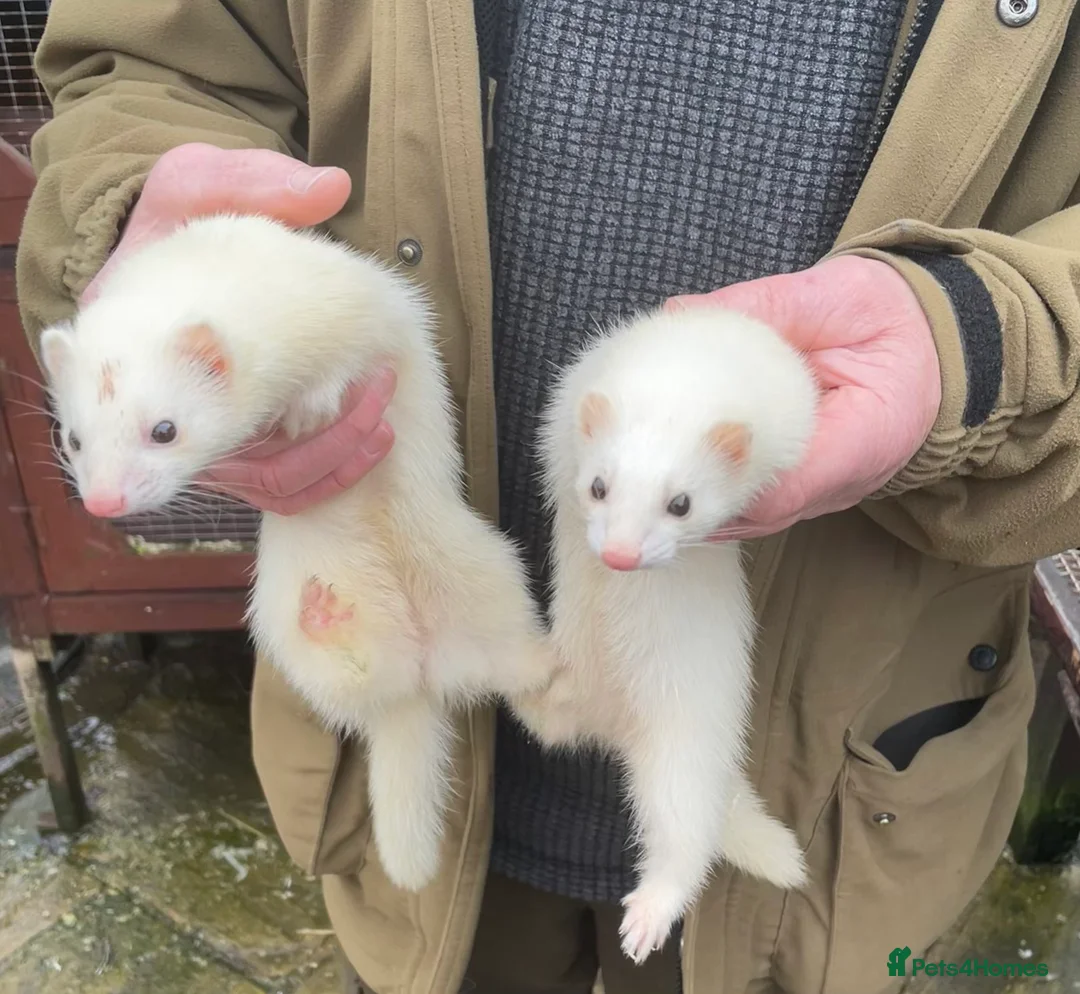 Ferret rodents for sale: Black Eyed White Gills - Advert 2