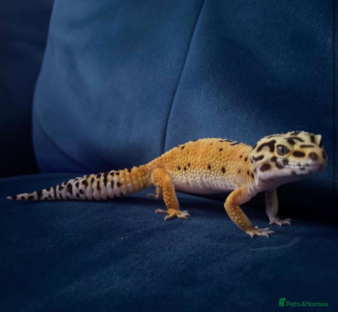 Leopard Gecko reptiles Leopard gecko  in Crewe - Advert 1