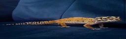 Leopard Gecko reptiles for sale: Leopard gecko  in Crewe - Advert 1