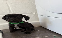 Mixed Breed dogs for sale: 6 beautiful jack russle cross cocker spaniels  - Image 1