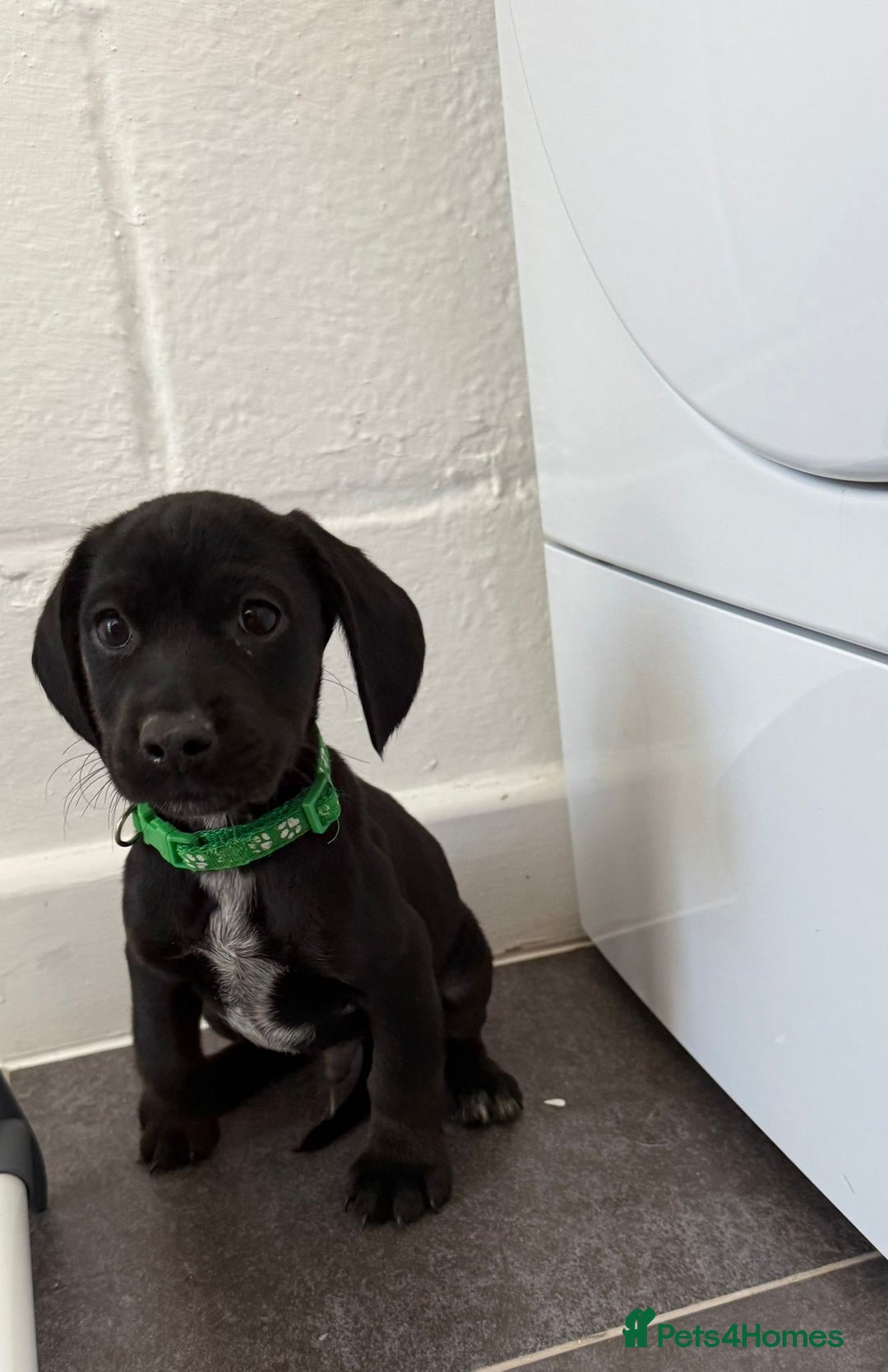 Mixed Breed dogs for sale: 6 beautiful jack russle cross cocker spaniels  - Image 1