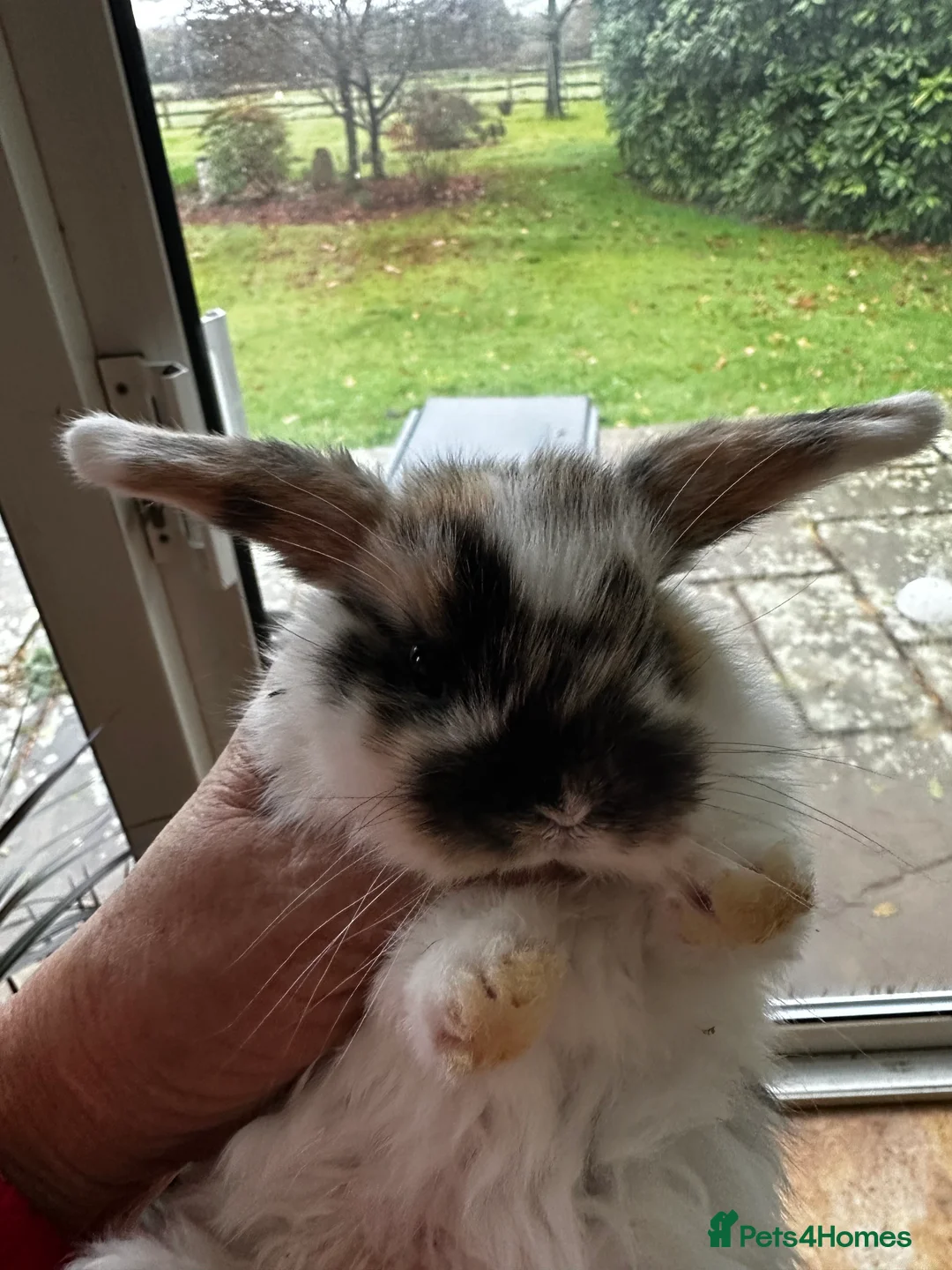 Mini Lop rabbits for sale: Mini lop baby bunnies, very well handled - Advert 3