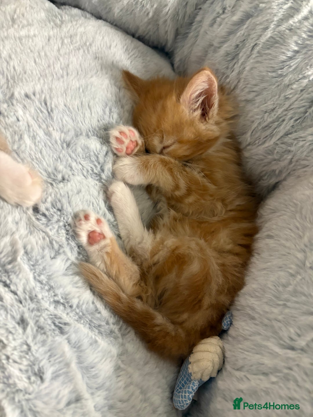 Mixed Breed cats for sale: Jude the Dude and Princess Peaches - Advert 4