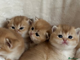 British Shorthair cats - Advert 23
