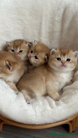 British Shorthair cats - Advert 2