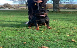 Rottweiler dogs for sale: Beautiful Male Rottweiler for Sale - Image 4