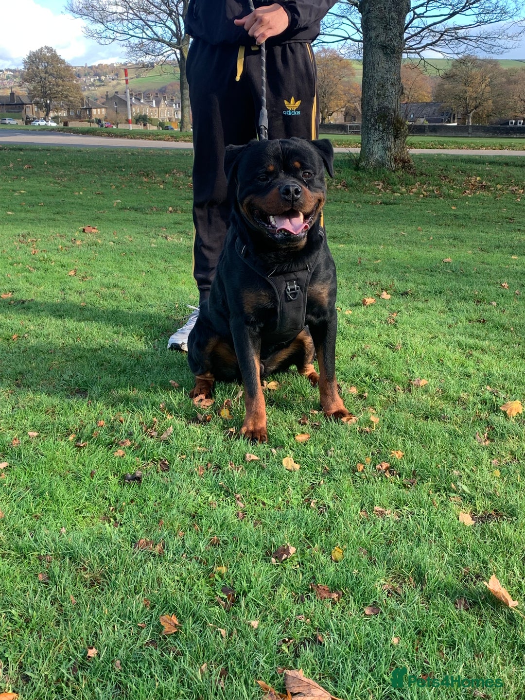 Rottweiler dogs for sale: Beautiful Male Rottweiler for Sale - Image 4