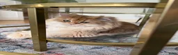 British Longhair cats for sale: British long hair golden NY11  in Manchester - Advert 2