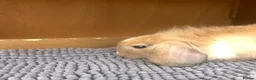 Mini Lion Lop rabbits for sale: Mini Lion Lop baby bunnies For Sale - Advert 6