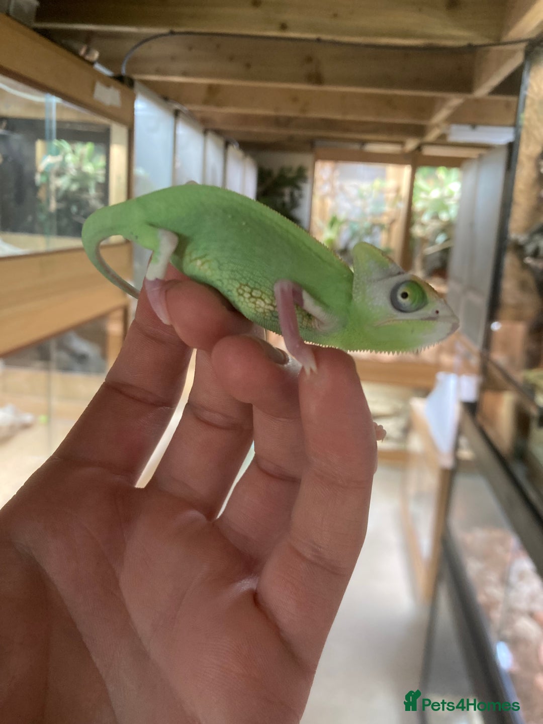 Chameleon reptiles for sale: Yemen Chameleon Babies, Normals & Pieds - Image 8