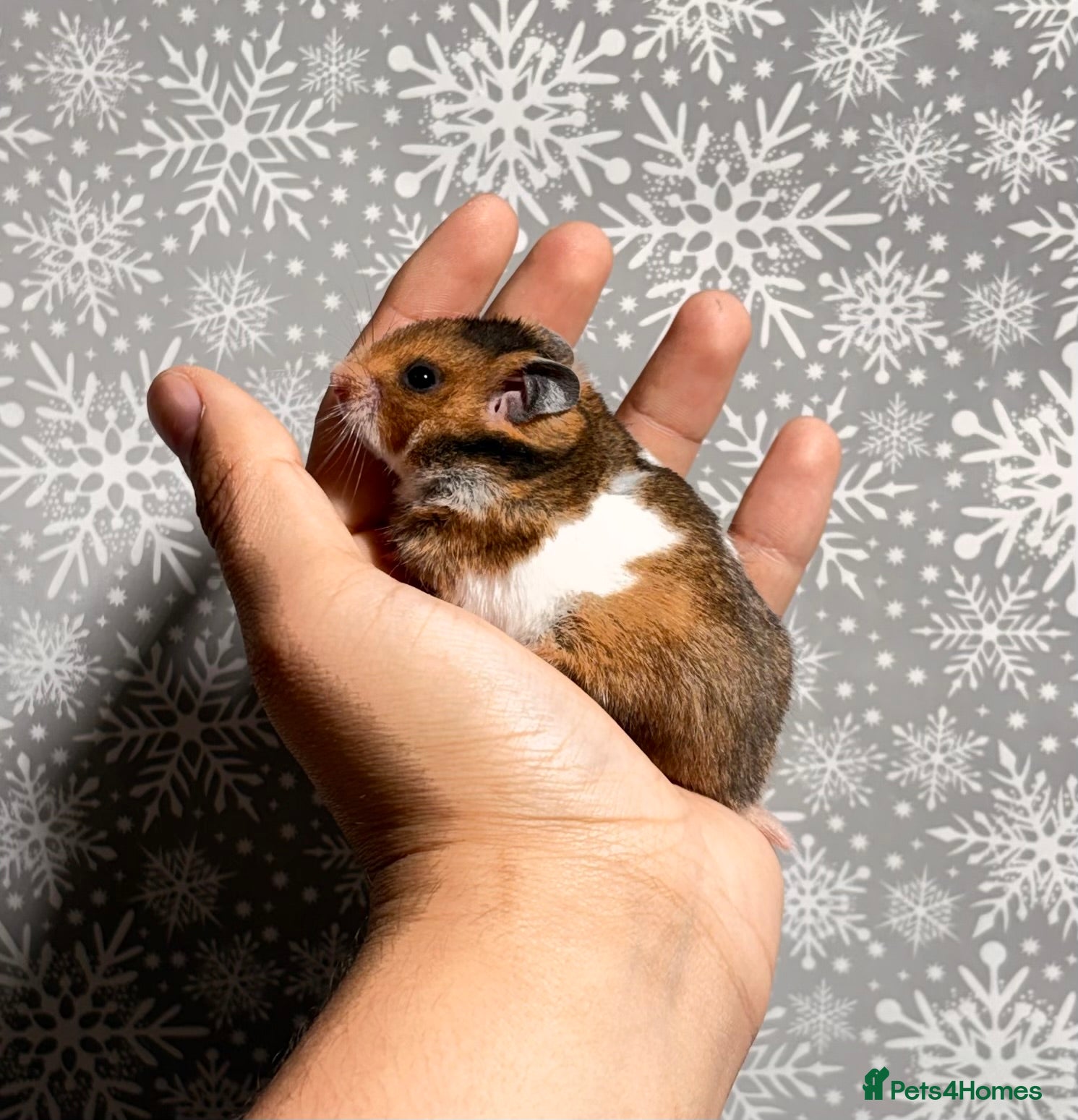 Hamster rodents STUNNING TAME PEDIGREE SYRIAN HAMSTERS - Advert 5