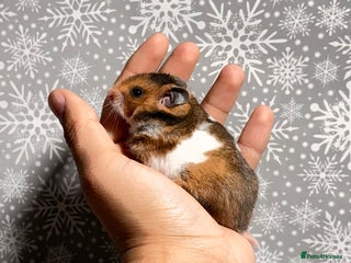 Hamster rodents STUNNING TAME PEDIGREE SYRIAN HAMSTERS - Advert 5