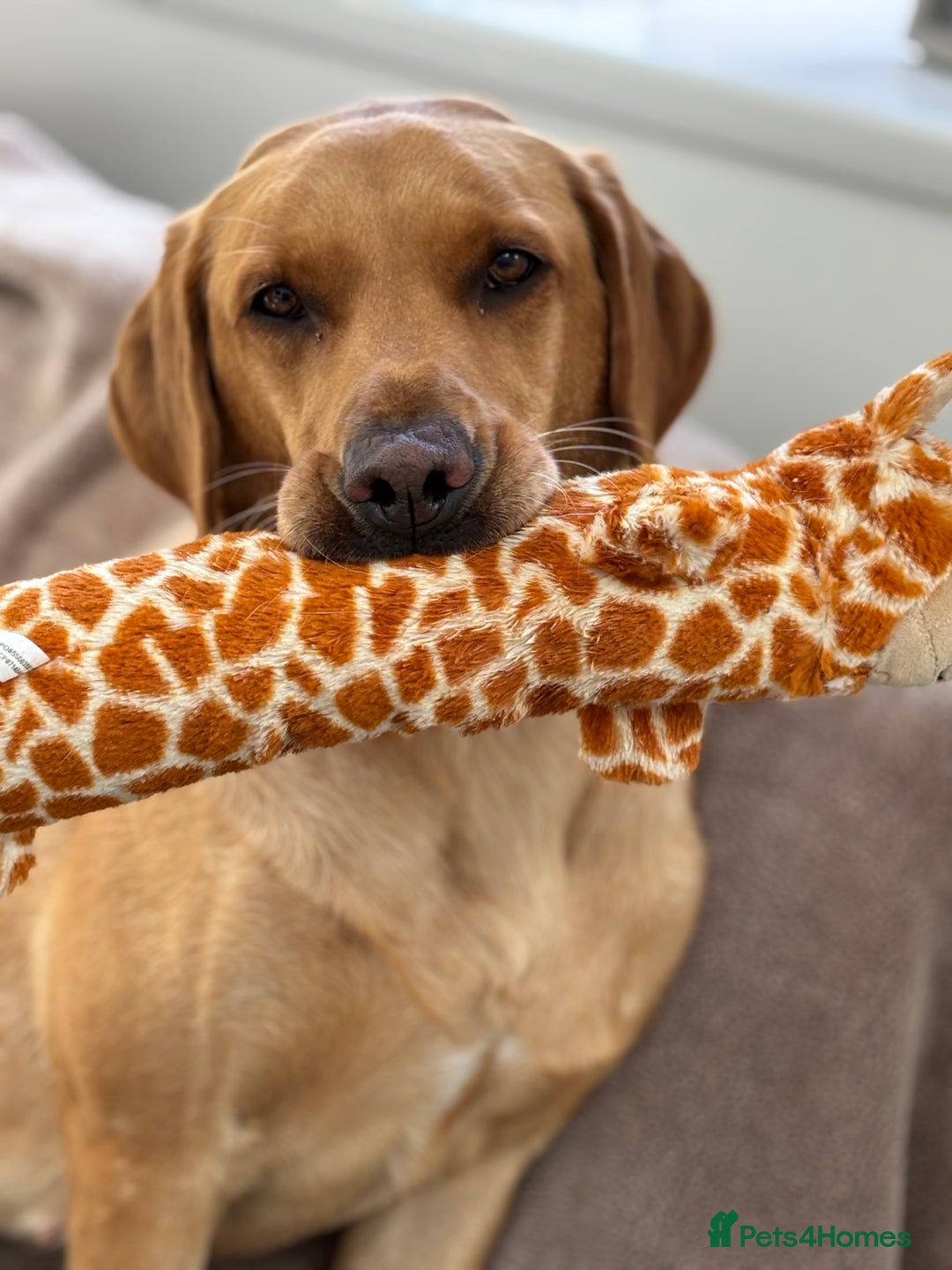 Labrador Retriever dogs for sale: WORMAGS KC REGISTERED LAST LABRADOR PUPPY - Image 19