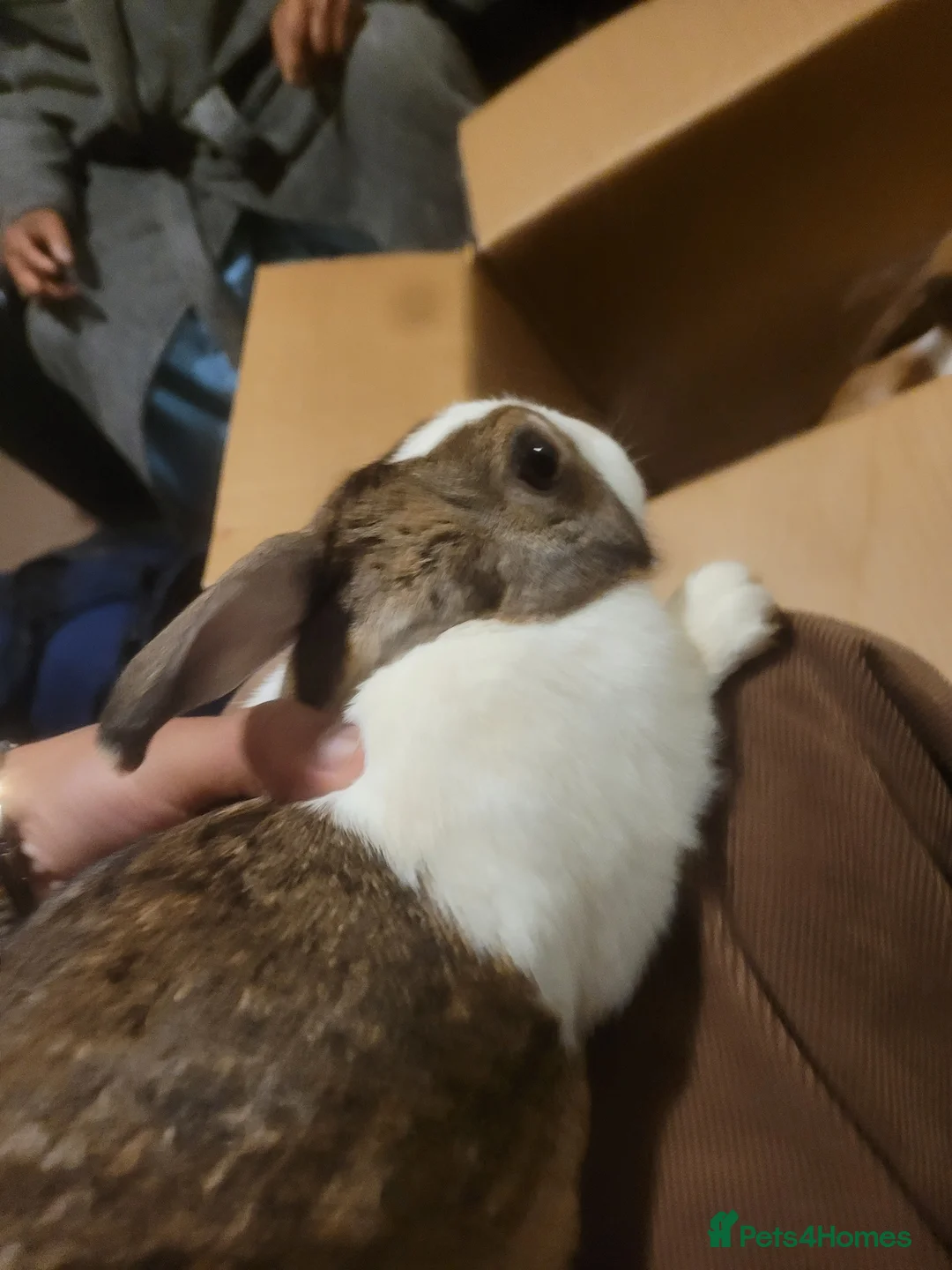 Dutch rabbits for sale: Dutch doe rabbit for sale - Advert 2