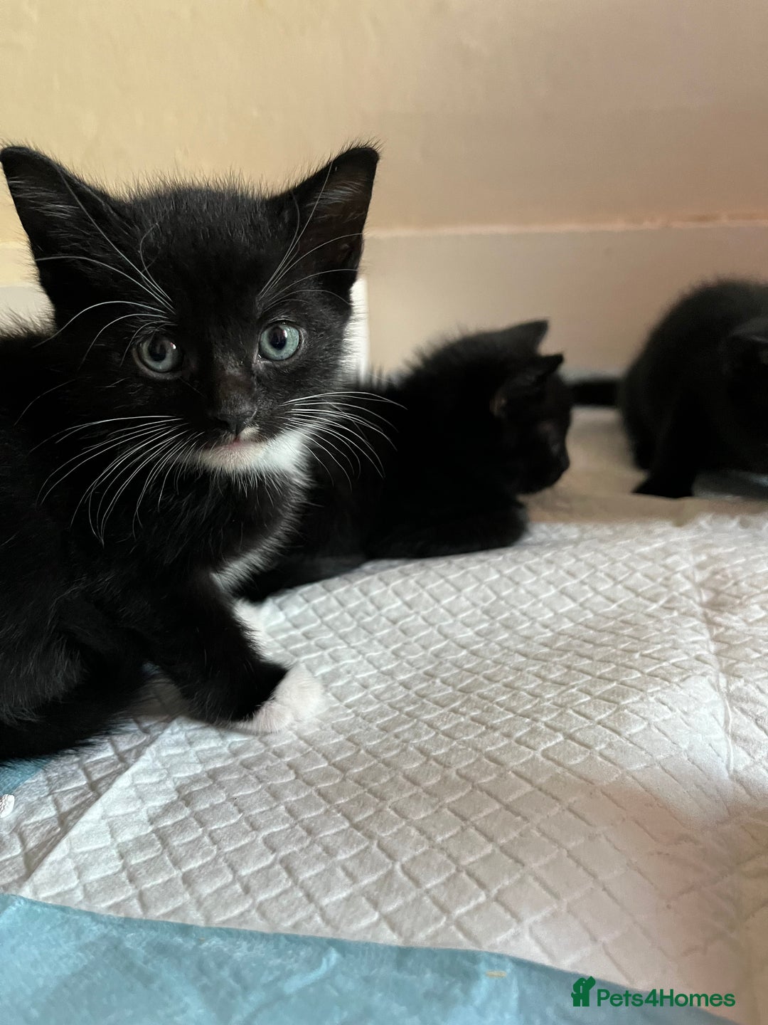 Mixed Breed cats for sale: Adorable kittens ready now - Image 5