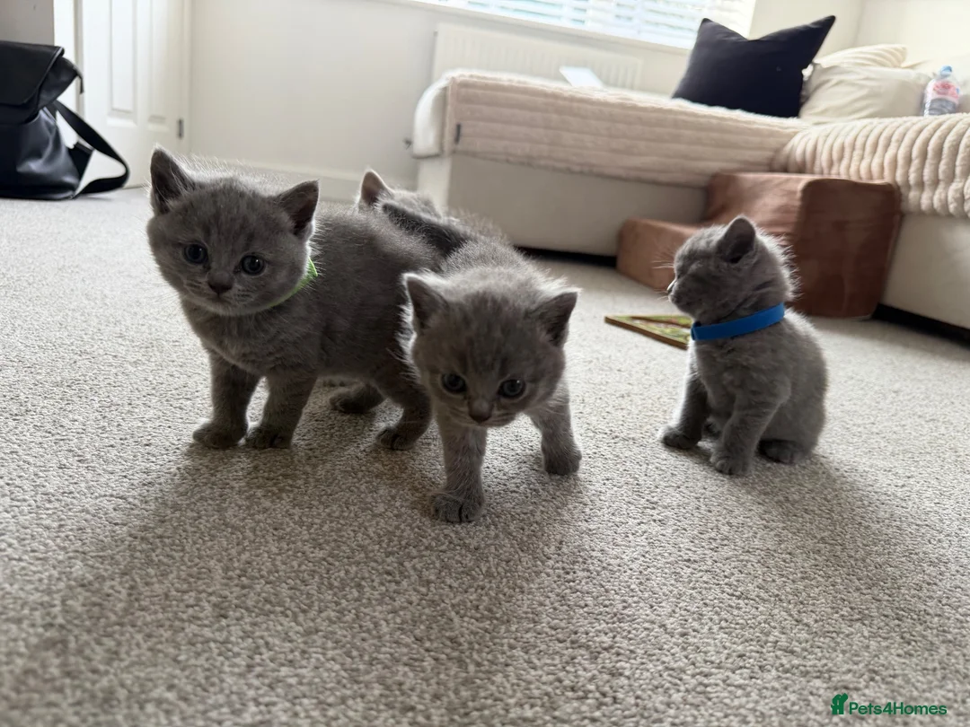 British Shorthair cats for sale: Beautiful British Shorthair Kittens- Ready to go - Advert 15