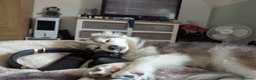 Pomsky dogs for sale: Pomsky Puppys For Sale - Advert 27