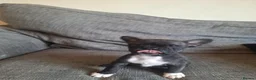 French Bulldog dogs for sale: French bulldogs  - Advert 13