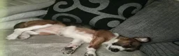 Jack Russell dogs for sale: Jack Russell bitch  in Bristol - Advert 2