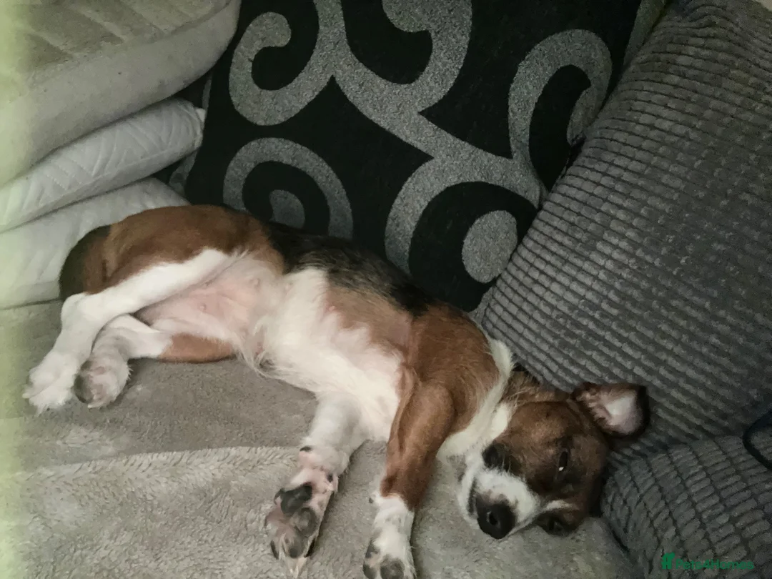 Jack Russell dogs for sale: Jack Russell bitch  in Bristol - Advert 2