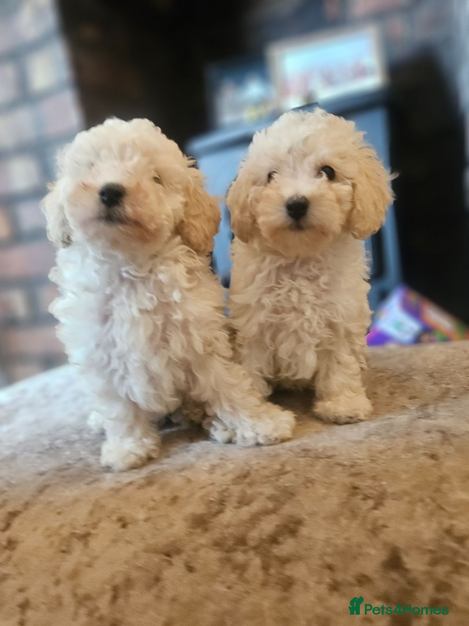 Toy Poodle dogs 2 left 🐕Toy poodle puppies 🩷💙  - Advert 12
