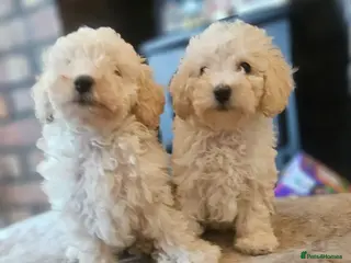Toy Poodle dogs 2 left 🐕Toy poodle puppies 🩷💙 - Advert 12
