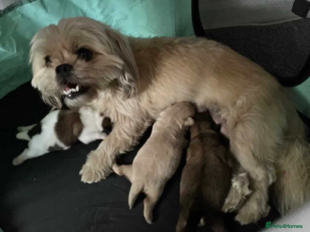 Shih Tzu dogs for sale: Tiny Shih Tzu’s in Leicester - Advert 1