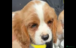 Cavalier King Charles Spaniel dogs for sale: Cavalier King Charles Spaniel  - Image 3