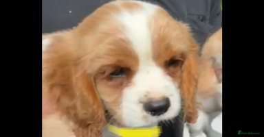 Cavalier King Charles Spaniel dogs - Advert 2
