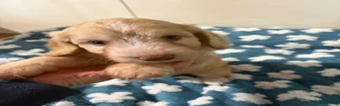 Cockapoo 4