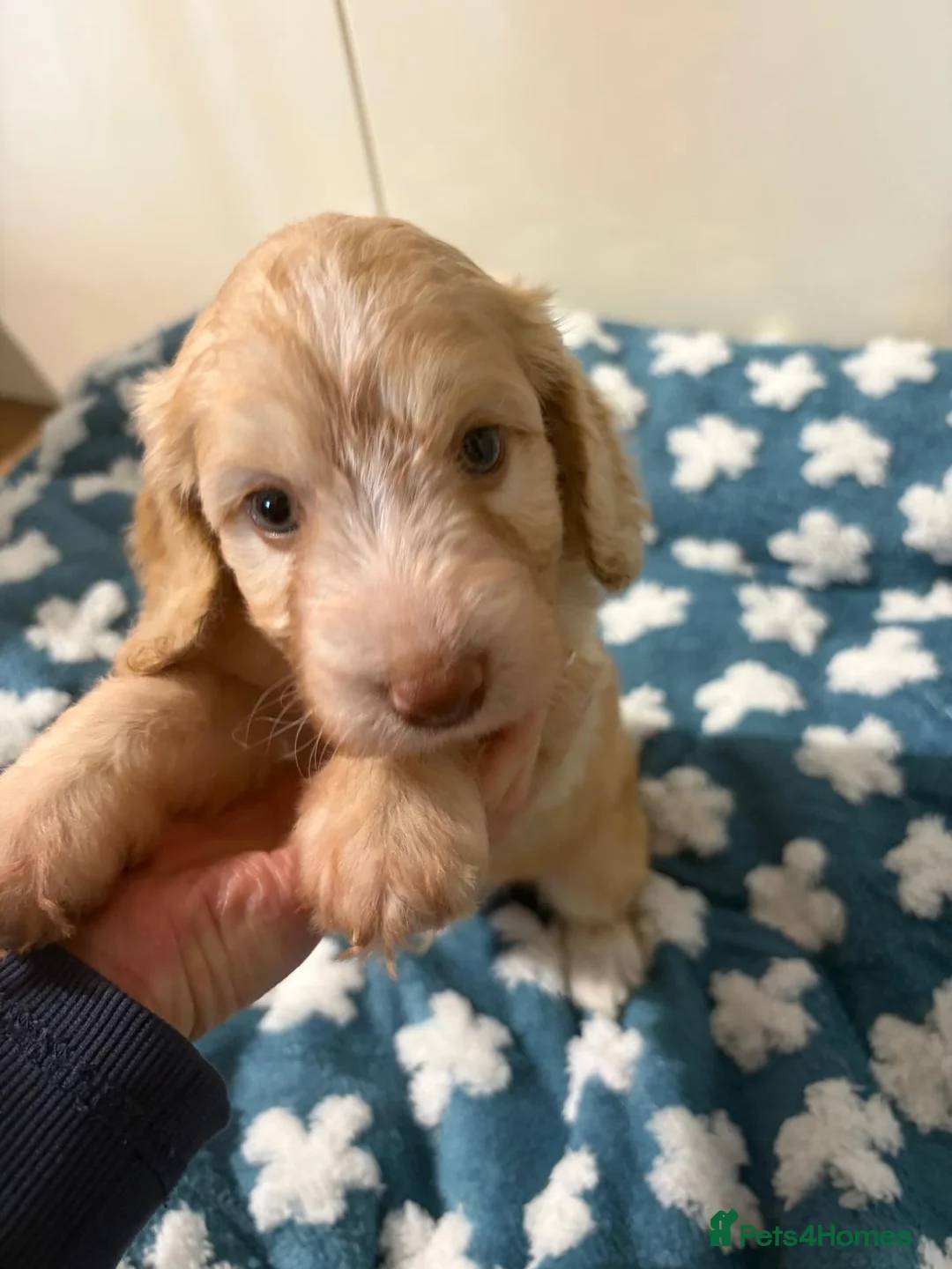 Cockapoo dogs for sale: Beautiful cockerpoo puppies - Advert 2