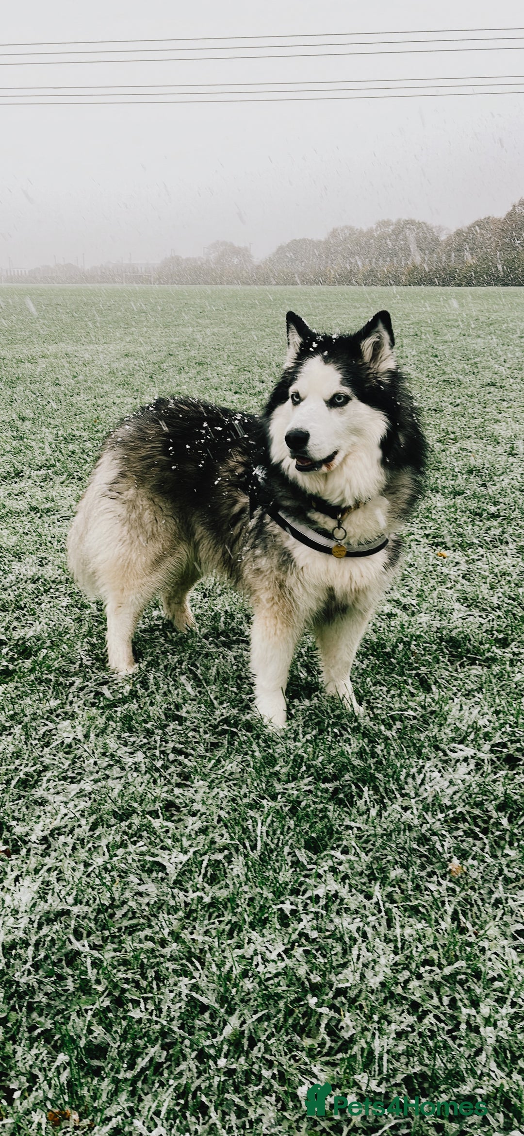 Siberian Husky dogs for sale: 8yr old husky  - Advert 2