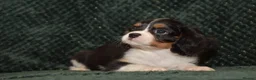 Cavalier King Charles Spaniel dogs for sale: Two Cavalier King Charles Spaniel Females - Advert 4