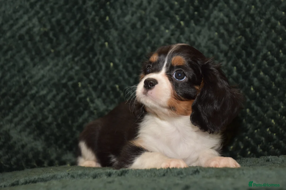 Cavalier King Charles Spaniel dogs for sale: Two Cavalier King Charles Spaniel Females - Advert 4