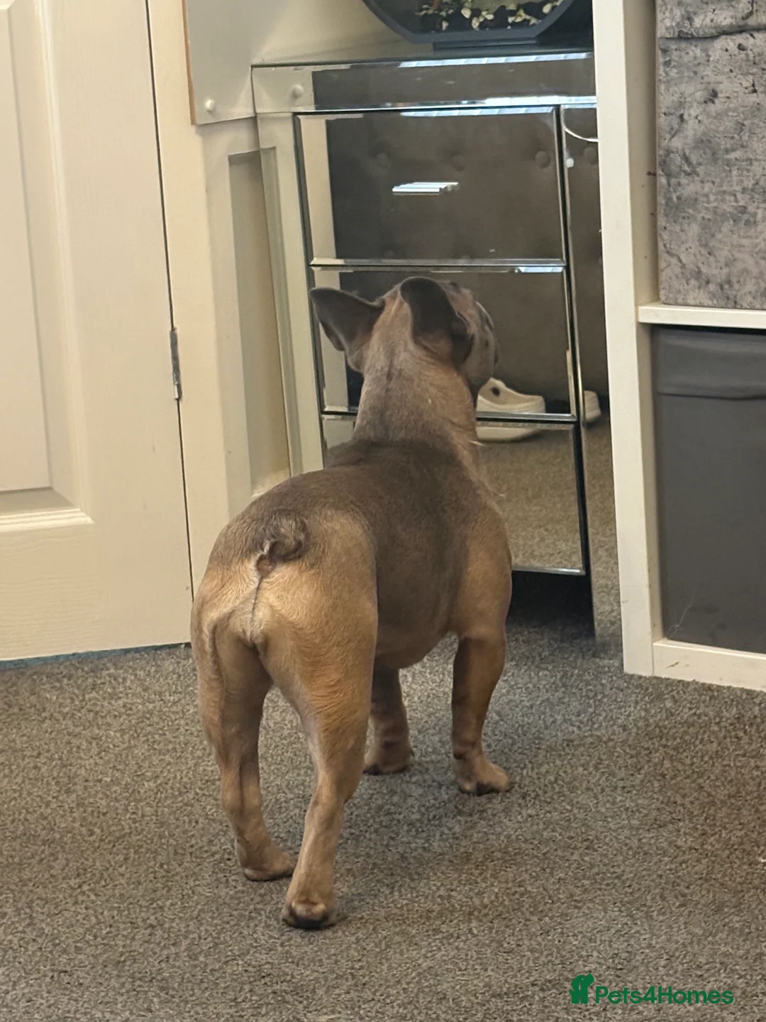 French Bulldog dogs for sale: Female French bulldog for rehoming  - Advert 4