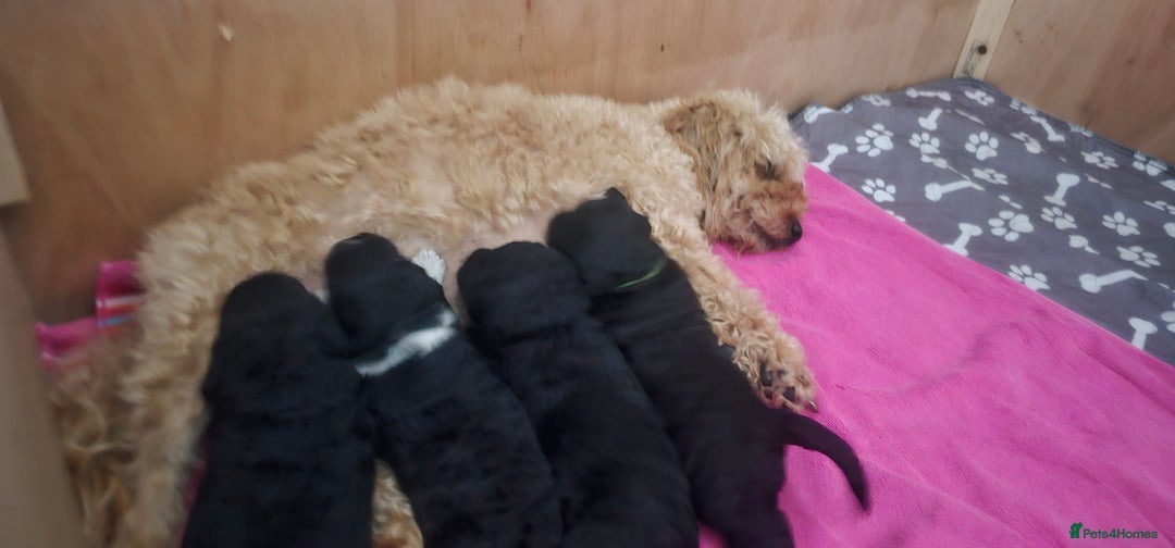 Cockapoo dogs for sale: Clarissa - Image 6