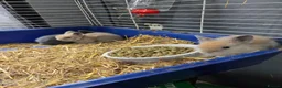 Lionhead rabbits for sale: Adorable baby lion heads - Advert 4