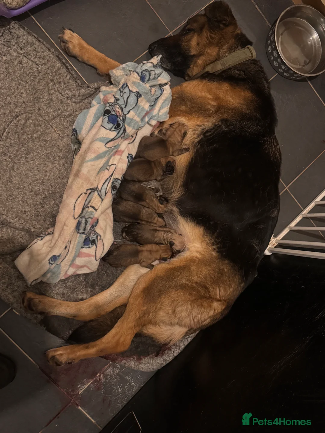 Mixed Breed dogs for sale: German Shepherd cross lurcher puppies  - Advert 2