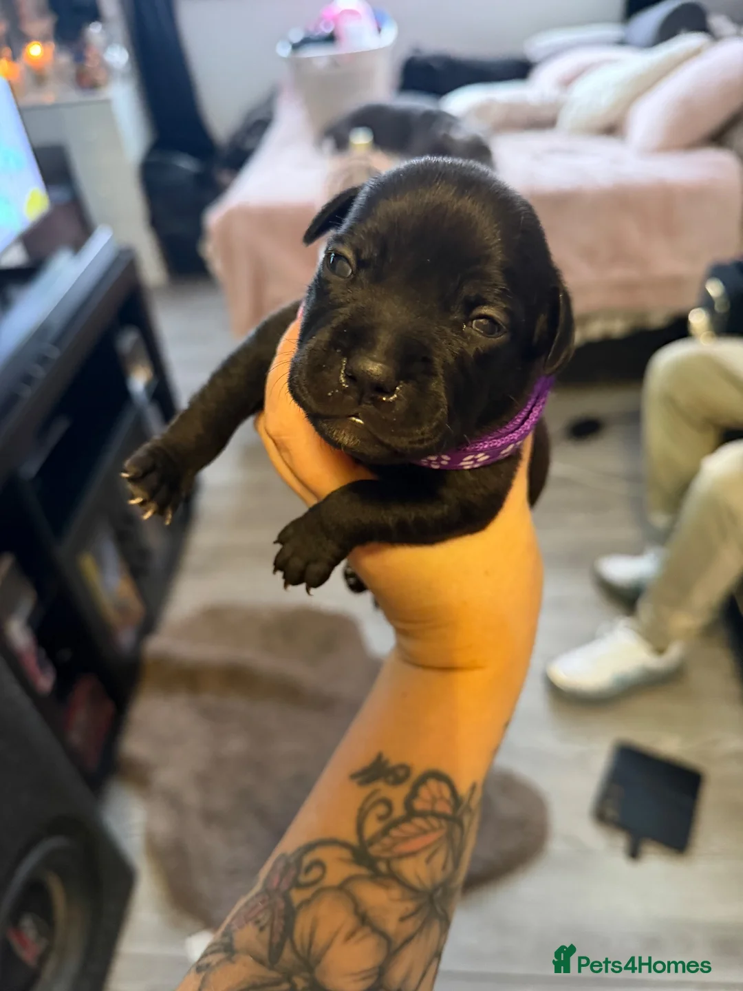 Staffordshire Bull Terrier dogs for sale: Blue and black brindle for sale  - Advert 2