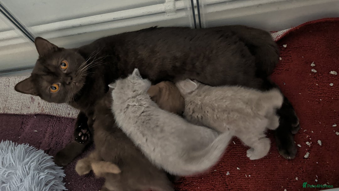 British Shorthair cats for sale: Cute lilac british short hair girl - Advert 1