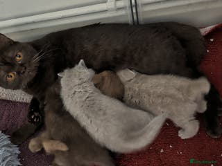 British Shorthair cats Cute lilac british short hair girl - Advert 13