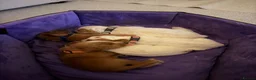 Cocker Spaniel dogs for sale: 🐾❤️ BEAUTIFUL WORKING COCKER SPANIEL PUPPIES ❤️🐾 - Advert 13
