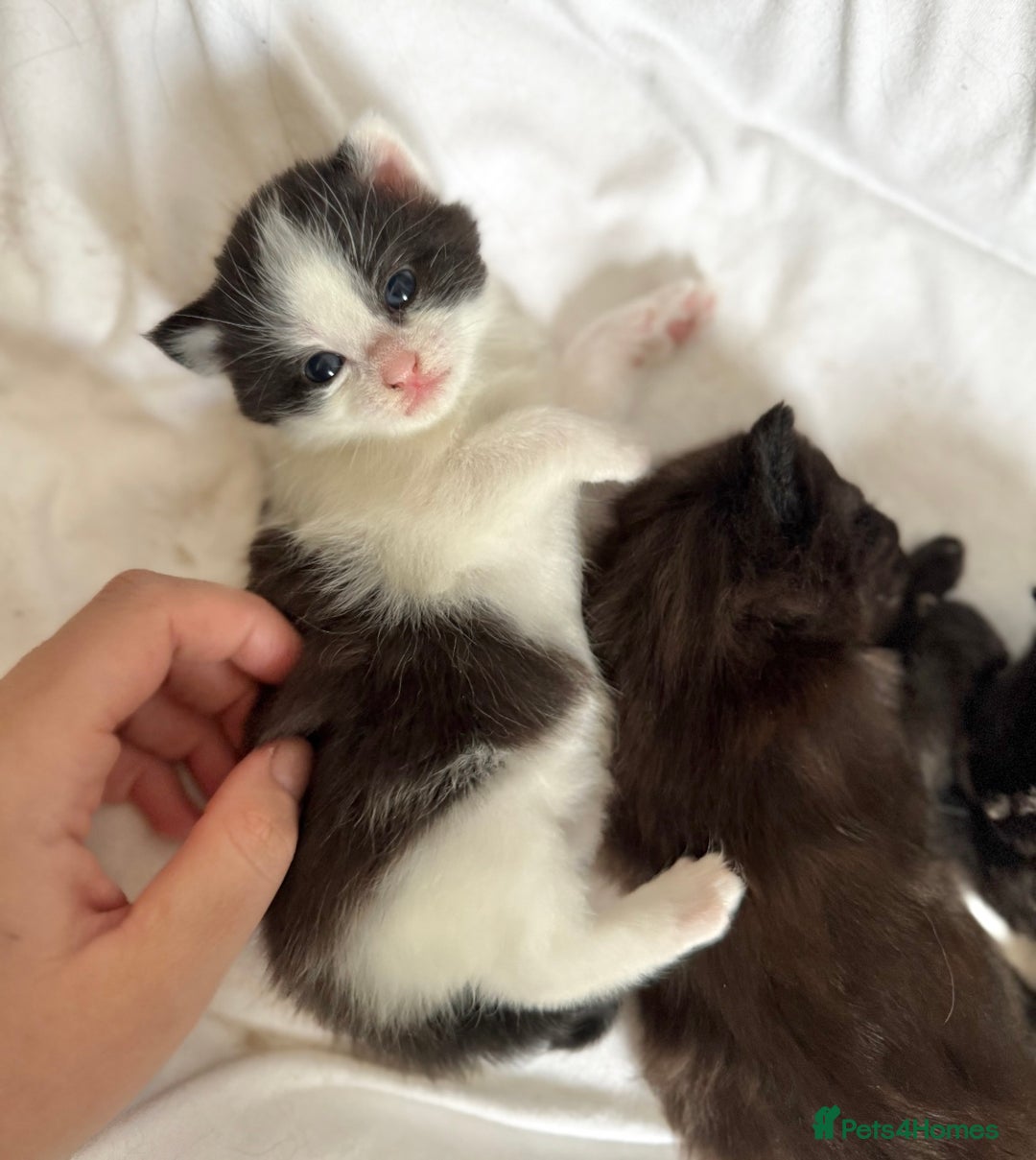 Maine Coon cats for sale: Maincoon X ragdoll - Image 8