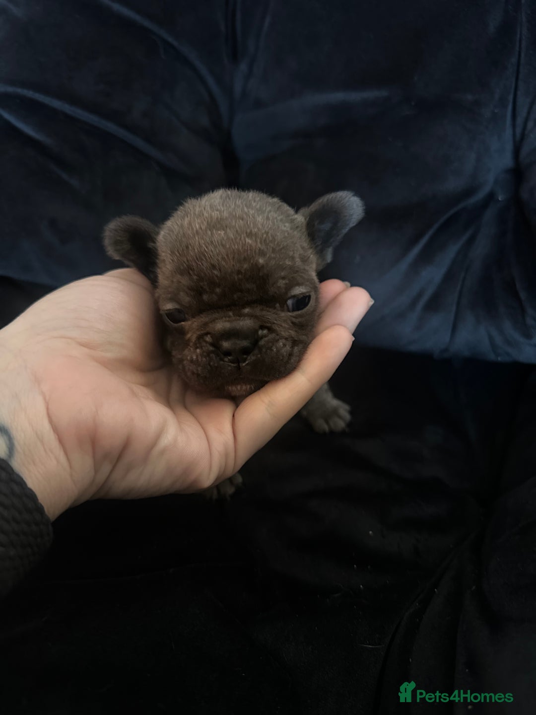 French Bulldog dogs for sale: Blue coat French bulldog pup ONE LEFT  - Image 5