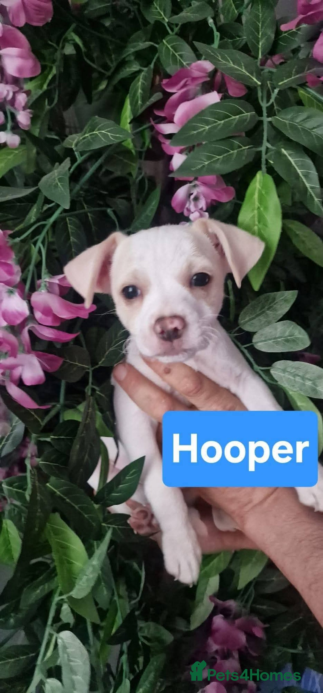 Mixed Breed dogs for adoption: Meet Hooper, currently residing in Cheshire  - Image 3
