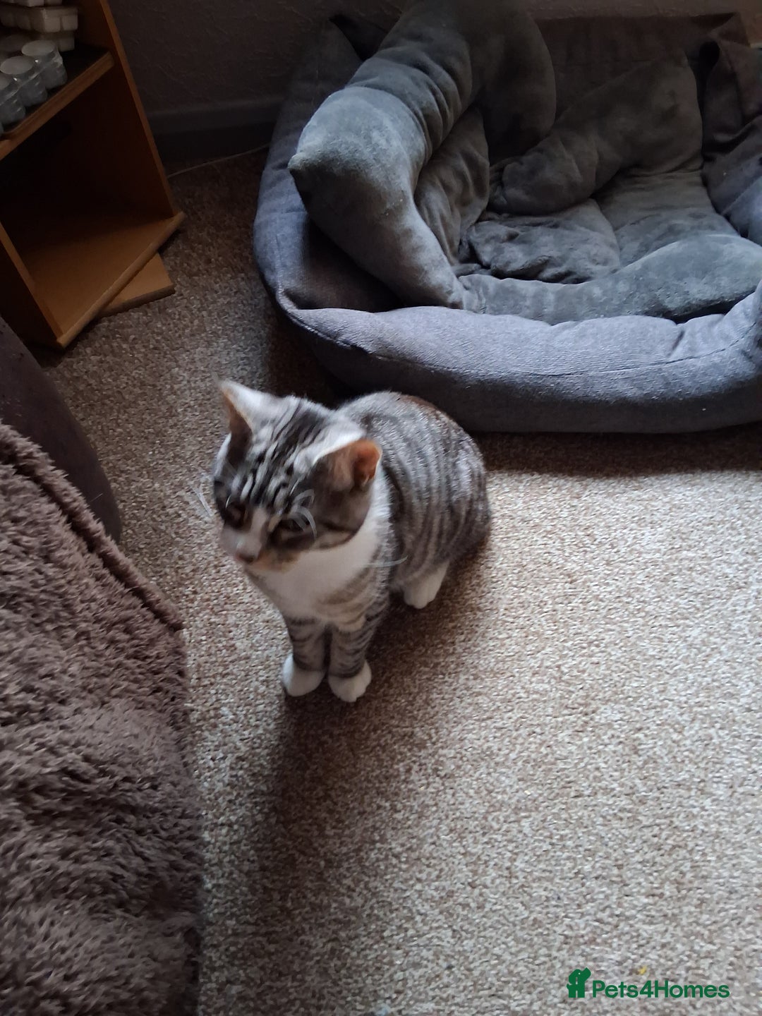 Mixed Breed cats for sale: Male kitten - Advert 4