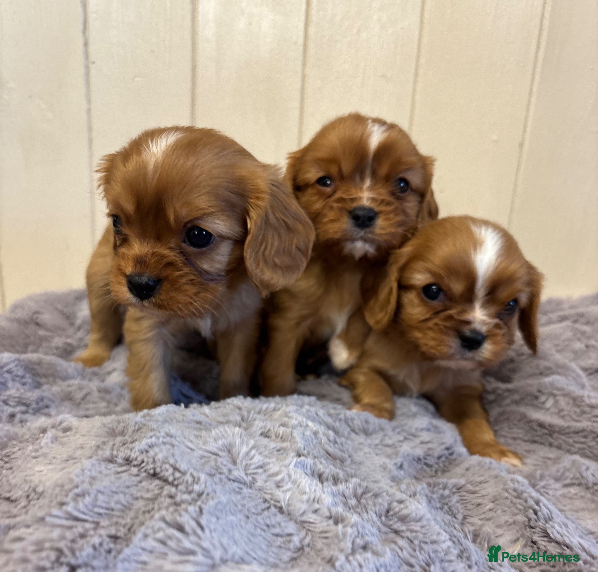 Cavalier King Charles Spaniel dogs King Charles cavalier puppies - Advert 16