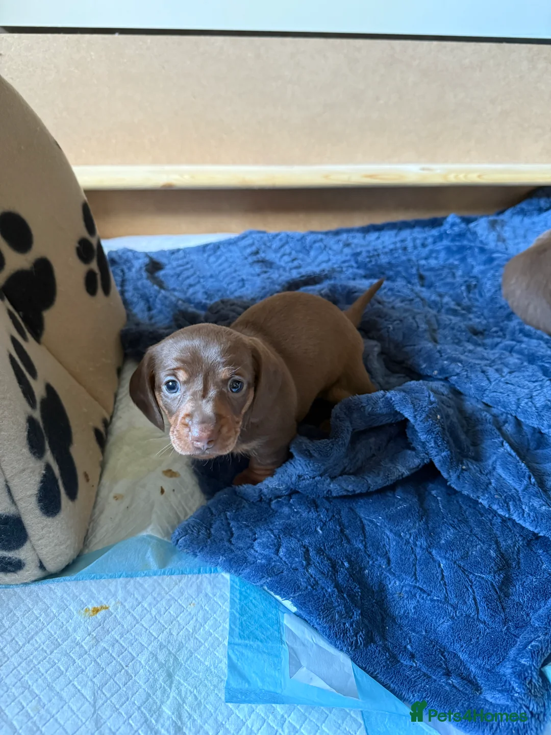 Miniature Dachshund dogs for sale: Miniature dachshund puppies!  - Advert 14