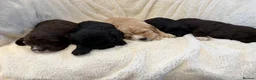Cavapoo dogs for sale: Cavapoo puppies f1  - Advert 38