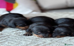 Miniature Dachshund dogs for sale: KC REGISTERED MINIATURE DACHSHUND PUPS - Image 3